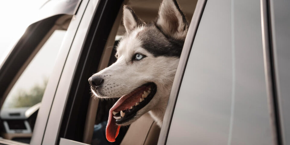 jak przewozić psa w samochodzie