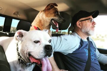 Jak przewozić psa w samochodzie – praktyczny poradnik